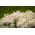 Sümbül çiçekli roket şekerleme; acı candytuft, vahşi candytuft - 400 tohum - Iberis amara hyacinthiflora  - tohumlar