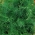 莳萝“绿宝石” - 最好的品种 - 涂层种子 -  300粒种子 - Anethum graveolens L. - 種子