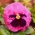 Velikokletni vrtni mahan "Laura Swiss" - roza s piko - 320 semen - Viola x wittrockiana  - semena