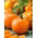 Tomat "Akron" - varietas oranye-merah untuk budidaya rumah kaca dan terowongan - Lycopersicon esculentum  - biji
