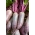 סלק "רגולסקי צילינדר" - מגוון טעים לצריכה ישירה לשימורים - 500 זרעים - Beta vulgaris