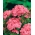 Roosa-oranž magus William "Newport Pink" - 450 seemnet - Dianthus barbatus - seemned