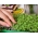 Microgreens - בזיליקום לימון "גברת ברנס" - עלים צעירים עם טעם יוצא דופן - 1950 זרעים - Ocimum citriodorum