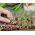 Microgreens - Mangold - برگ جوان با طعم استثنایی - 450 دانه - Beta vulgaris var. vulgaris 