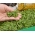 Microgreens - Sawi coklat - daun muda dengan rasa luar biasa - 1200 biji - 