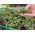 Microgreens - Red kale "Scarlet" - daun muda dengan rasa luar biasa - 900 biji - Brassica oleracea L. var. sabellica L.