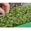 Microgreens - Mizuna - daun muda dengan rasa yang unik - 1000 biji -  - benih