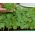 Microgreens - nasturtium قزم - أوراق الشباب مع طعم فريد - 160 بذور -  - ابذرة