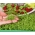Microgreens - potočarka - mlado lišće s jedinstvenim okusom - 8000 sjemenki - Nasturtium officinale W. T. Aiton - sjemenke