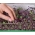 Microgreens - Turp - benzersiz bir tadı olan genç yapraklar - 255 tohum - Raphanus sativus - tohumlar