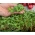 Microgreens - लाल मूली - एक अद्वितीय स्वाद के साथ युवा पत्ते - 