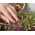 Microgreens - bayam merah - daun muda dengan rasa yang unik - 4000 biji - 