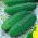Cucumber "Sheriff F1" - field, very early and highly productive pickling variety - 175 seeds