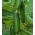 Cucumber "Hamilton" - for under cover cultivation - premium seed varieties for everone - 10 seeds