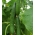 Castraveți "Max" - pentru cultivarea sub acoperire - semințe de soi premium pentru toată lumea - 10 semințe - Cucumis sativus