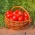 野トマト「デナー」 - しっかりした、ナシ形の果物 - Lycopersicon esculentum Mill  - シーズ