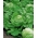 빙산 양상추 "뱅가드 75"- 올리브 녹색 잎 - 425 종자 - Lactuca sativa L.  - 씨앗