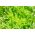 BIO - 아이스버그 양상추 "얼음의 여왕"- 인증 된 유기농 씨앗 - 475 종자 - Lactuca sativa L. 