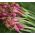 Allium fistulosum - 900 frø - rød