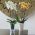 Caja de orquídeas "Wenus" - 14,6 cm - blanco cremoso - 