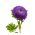 Пурпурна помпом-цветна астер - 500 семена - Callistephis chinensis