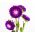 Violetinė pompom-žydi aster - 500 sėklų - Callistephis chinensis - sėklos
