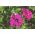 פטוניה ורודה עם פרחים מקומטים - 80 זרעים - Petunia x hybrida fimbriatta 