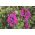 フリルのついた花 -  80種子とピンクのペチュニア - Petunia x hybrida fimbriatta  - シーズ