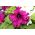 रफल्ड फूलों के साथ पेटुनीया - विविधता मिश्रण - 80 बीज - 