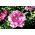 रफल्ड फूलों के साथ पेटुनीया - विविधता मिश्रण - 80 बीज - 