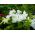 Петунія з гофрованими квітами - різноманітна суміш - 80 насінин - Petunia x hybrida fimbriatta  - насіння
