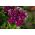 پتویا با گل های خرمالو - ترکیب انواع - 80 دانه - Petunia x hybrida fimbriatta 