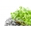 Idud - seemned - Harilik päevalill - 100 grammi - Helianthus annuus