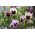 Pansy cu grădină mare cu flori "Tutti Frutti" - amestec de soiuri - 240 de semințe - Viola x wittrockiana 