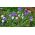 Bunga jagung kerdil - campuran berbagai; Tombol bujangan - 220 biji - Centaurea cyanus 