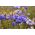 Hoa ngô lùn - hỗn hợp đa dạng; Nút cử nhân - 220 hạt giống - Centaurea cyanus 