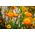 Oranye keemasan abadi; strawflower - 1200 biji - Xerochrysum bracteatum