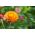 오렌지 황금 영원한; strawflower - 1200 종자 - Xerochrysum bracteatum - 씨앗