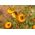 Cam vàng vĩnh cửu; hoa rơm - 1200 hạt - Xerochrysum bracteatum