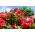 赤いペチュニア「カスケード」 - 「スーパーカスカディア」 -  12種 - Petunia x hybrida pendula - シーズ