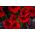 赤いペチュニア「カスケード」 - 「スーパーカスカディア」 -  12種 - Petunia x hybrida pendula - シーズ