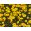 מרגריט הזהב; קמומיל צהוב, קמומיל אוקסי - Cota tinctoria, syn. Anthemis tinctoria - זרעים