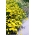 ゴールデンマルグリット。黄色カモミール、オクシアイカモミール - Cota tinctoria, syn. Anthemis tinctoria - シーズ