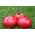Tomat "Maliniak" - bidang, varietas raspberry dengan batang kaku - Lycopersicum esculentum  - biji