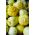 Salatalık "Citron" - tarla, sarı çeşitlilik - 70 tohum - Cucumis sativus - tohumlar