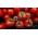 Tomat "Luban" - câmp, varietate viu roșie fără PIÊTKA - Lycopersicon esculentum Mill  - semințe