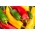 Korenie "Corno di Toro Rosso i Giallo" - žlté, zelené a červené, predĺžené, kónické ovocie - 70 semien - Capsicum L. - semená