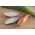 Onion "Icicle" - elongated bulbs - 500 seeds