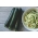 Zucchini "Zuboda" - pelbagai awal - 16 biji - Cucurbita pepo  - benih