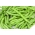 لوبیای سبز فرانسوی "ایبیزا" - غلاف های متعدد در یک گیاه - Phaseolus vulgaris L. - دانه